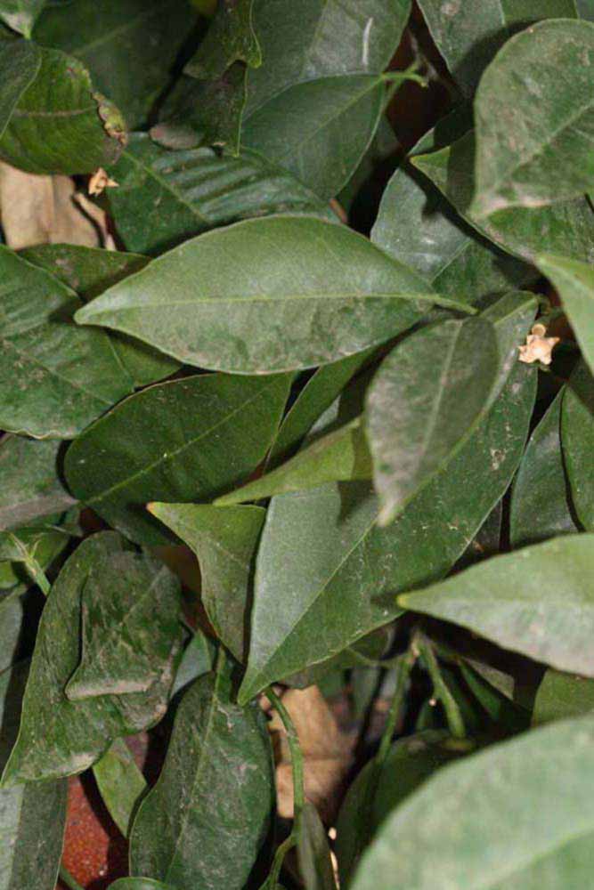              Shade leaves (Riverside, CA)       